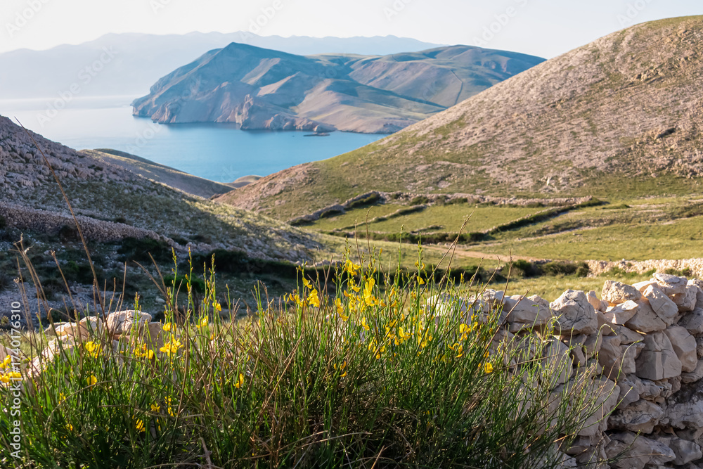 Φωτογραφία Vibrant yellow wildflowers bloom beside a traditional dry stone wall on scenic trail in Baška, Croatia