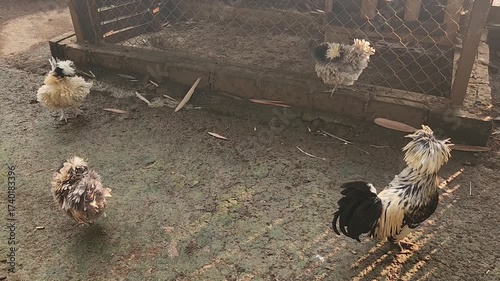 Frizzle chicken walking on the soil ground inside a farm