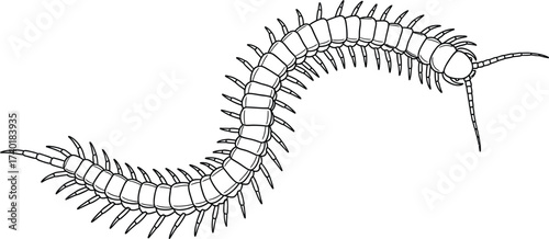 Line drawing of a centipede crawling on a white background