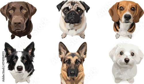 Cute dog breed vector illustration set featuring Labrador, Pug, Beagle, Border Collie, German Shepherd, and Maltese in realistic cartoon style