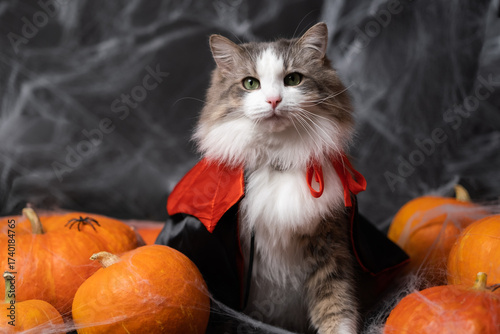 A cute grey cat is sitting with pumpkins and cobwebs in a Halloween costume. Halloween greeting card with a pet