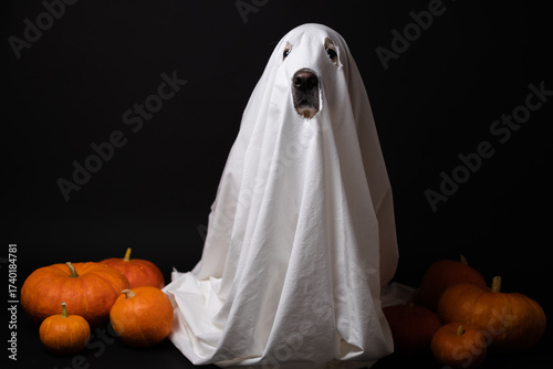 Cute ghost dog for Halloween. A golden Retriever in a ghost costume sits on a black background with pumpkins