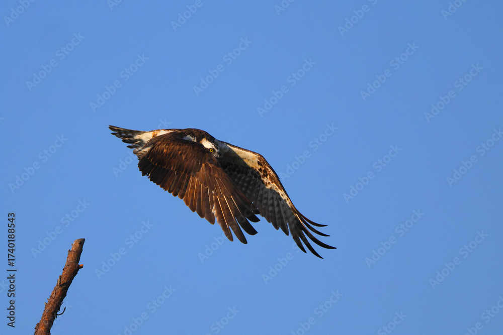 Obraz premium Osprey inflight against blue sky hunting prey.