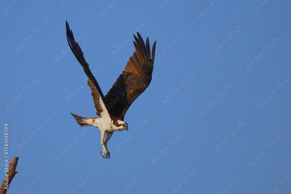 Obraz premium Osprey inflight against blue sky hunting prey. 