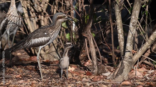 family of bush stone curlew or bush thick knee, Burhinus grallarius, living on a campsite in Darwin in the Northern Territory of Australia, hiding underneath a bush, mother, father, chick.