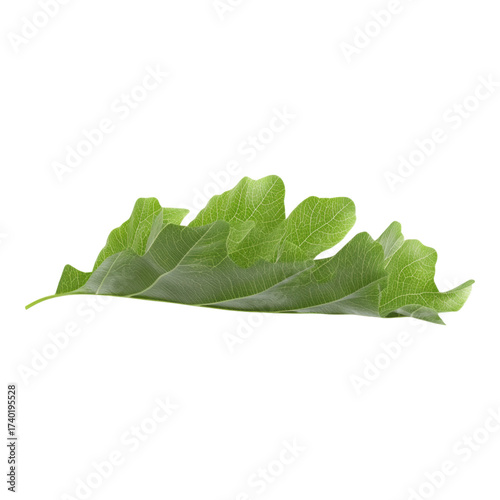 Green oak leaf isolated on transparency background, detailed texture, modern nature inspired art, abstract shape, fresh and vibrant, high fidelity, botanical element