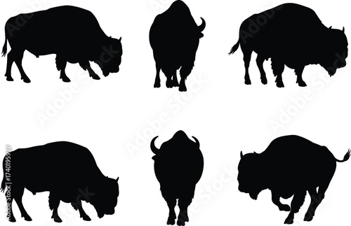 Bison silhouettes, grazing, walking, standing, front view, rear view, side view, wildlife vector, prairie animal, rural farming, black design, nature