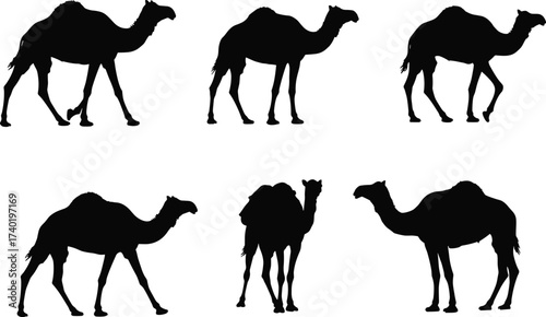Camel silhouettes, desert animal vector, standing camel, walking camel, loaded camel, caravan symbol, nomadic transport, wildlife outline, Middle East art, journey illustration