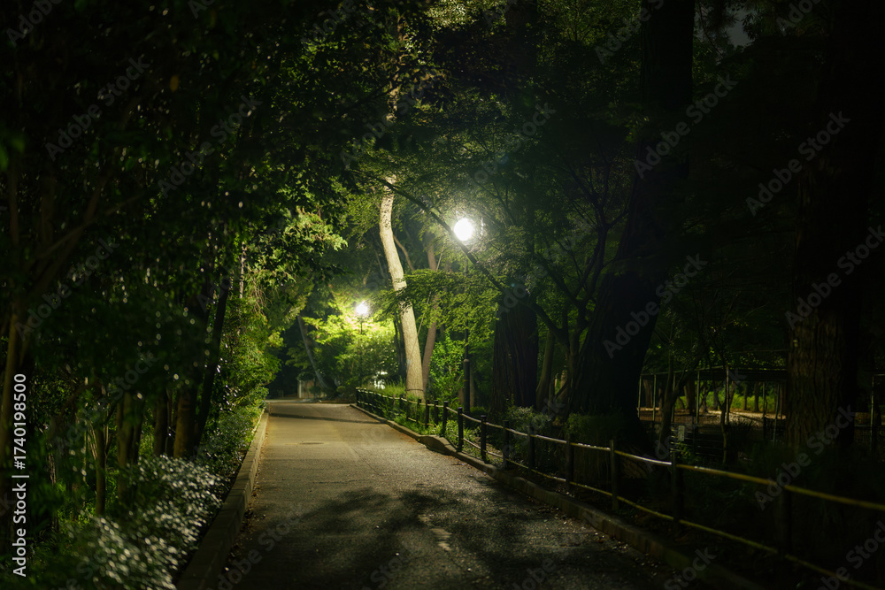 Fototapeta premium 公園のナイトウォーク — 安らぎの緑と光