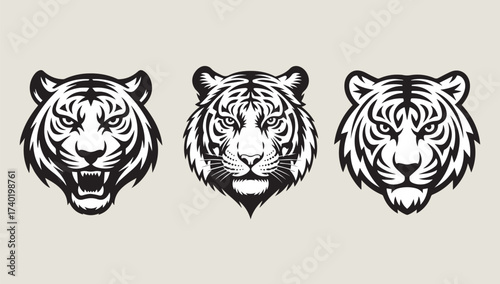 Three fierce tiger heads depicting power and wildness in monochromatic detail