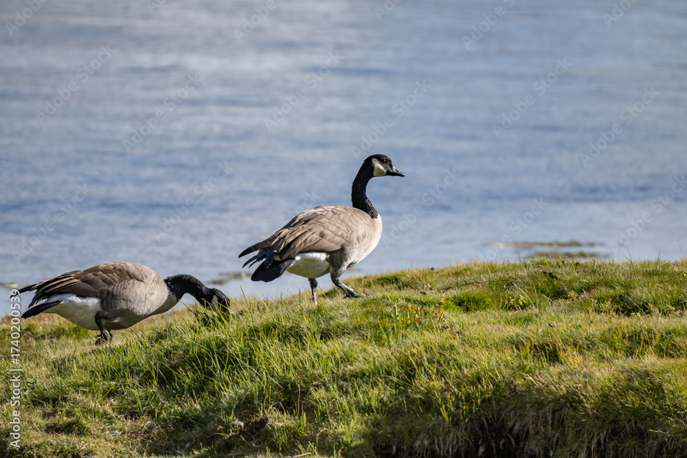 Fototapeta premium The Canada goose (Branta canadensis) is a large species of goose. Hayden Valley, Yellowstone National Park, Wyoming. The Yellowstone River 