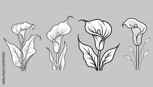 Elegant calla lily sketches botanical line art floral elements for design