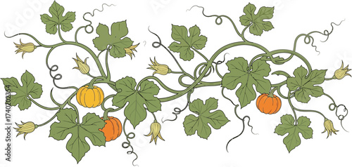 Decorative pumpkin vine illustration with leaves and flowers