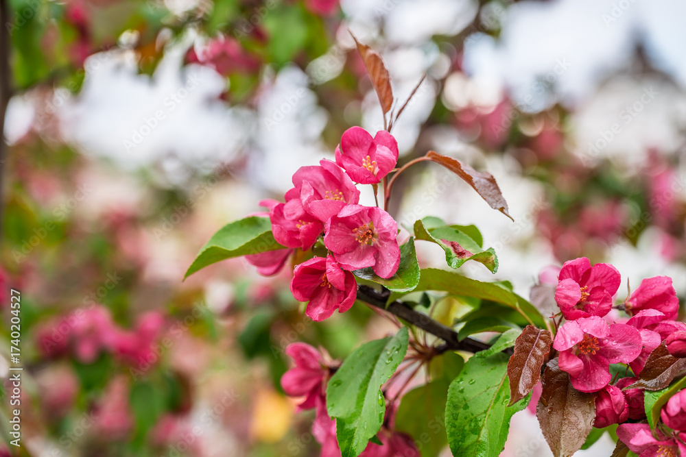 Obraz premium Fresh pink flowers of a blossoming apple tree with blured background