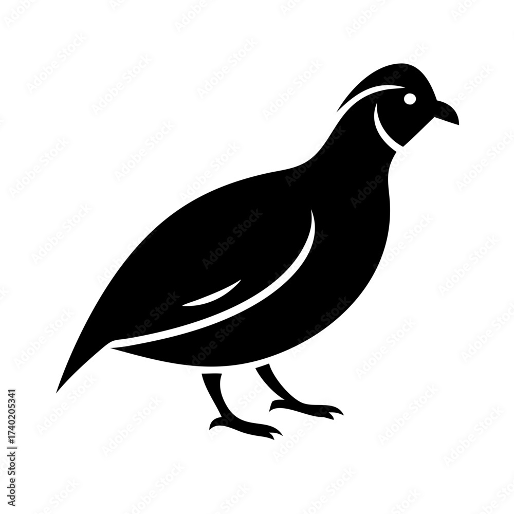 Fototapeta premium Illustration of a black quail bird with a distinctive head plume standing on its feet in profile view