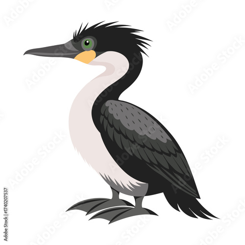 Seabird, shaggy bird. Shag bird isolated on white background. Fauna. Ornithology Illustration.