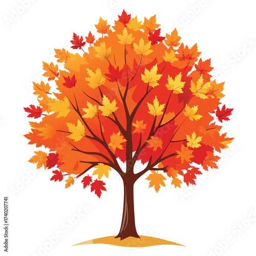 Autumn Blaze maple, a hybrid known for its exceptional vigor and brilliant, long-lasting orange-red fall display, a popular landscape choice.