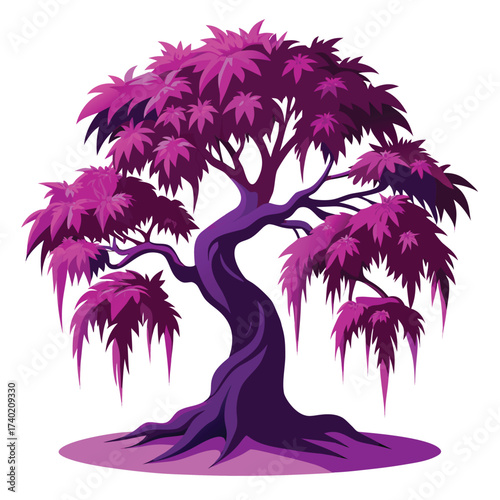 Bloodgood Japanese maple, a popular cultivar with deeply dissected, dark purple laceleaf foliage, holding its color well in the summer sun.