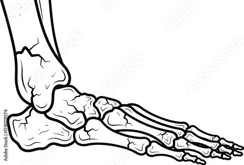 Foot skeleton illustration in black and white anatomy art