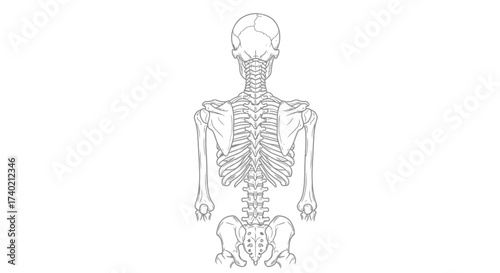 Human skeletal system illustration from posterior view art