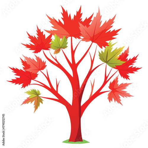 Coral bark maple with bright, stunning red winter stems contrasting with fresh green summer foliage, prized for its year-round appeal.