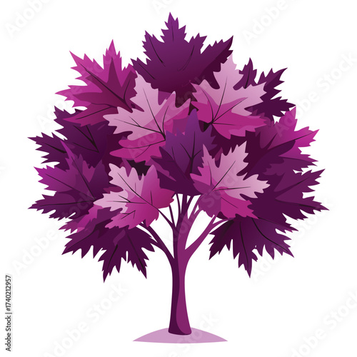 Crimson King maple, a popular cultivar with deep, rich purple foliage that retains its color throughout the summer, providing striking contrast.