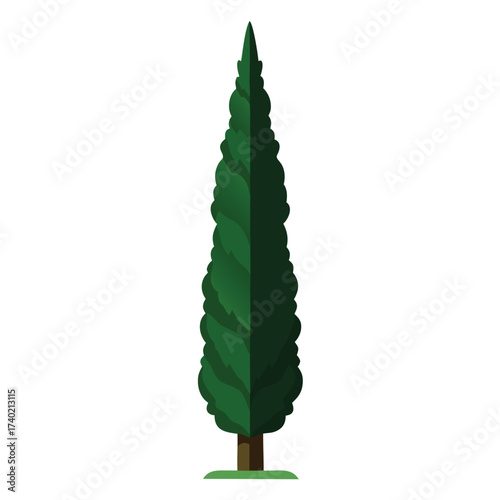 Mediterranean cypress tree with its extremely narrow, columnar, dark green form, a distinctive, timeless feature of warm-climate landscapes.