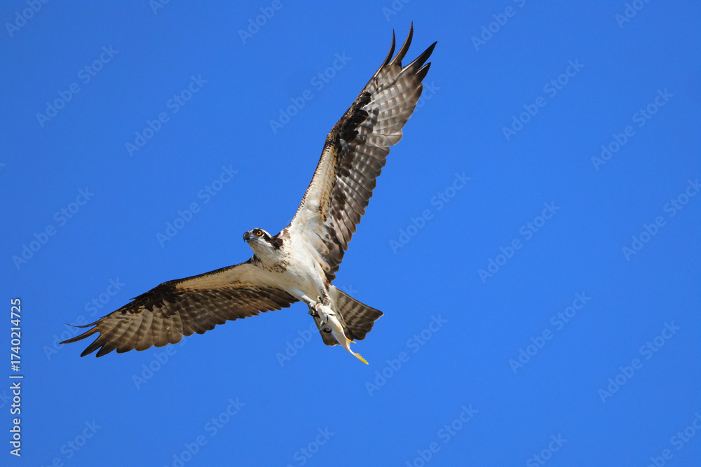 Fototapeta premium Osprey inflight against deep blue sky clutching fish.