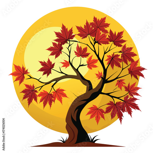 Full moon maple, a beautiful Japanese species with large, almost perfectly rounded, seven-to-nine lobed leaves, unique among maples.