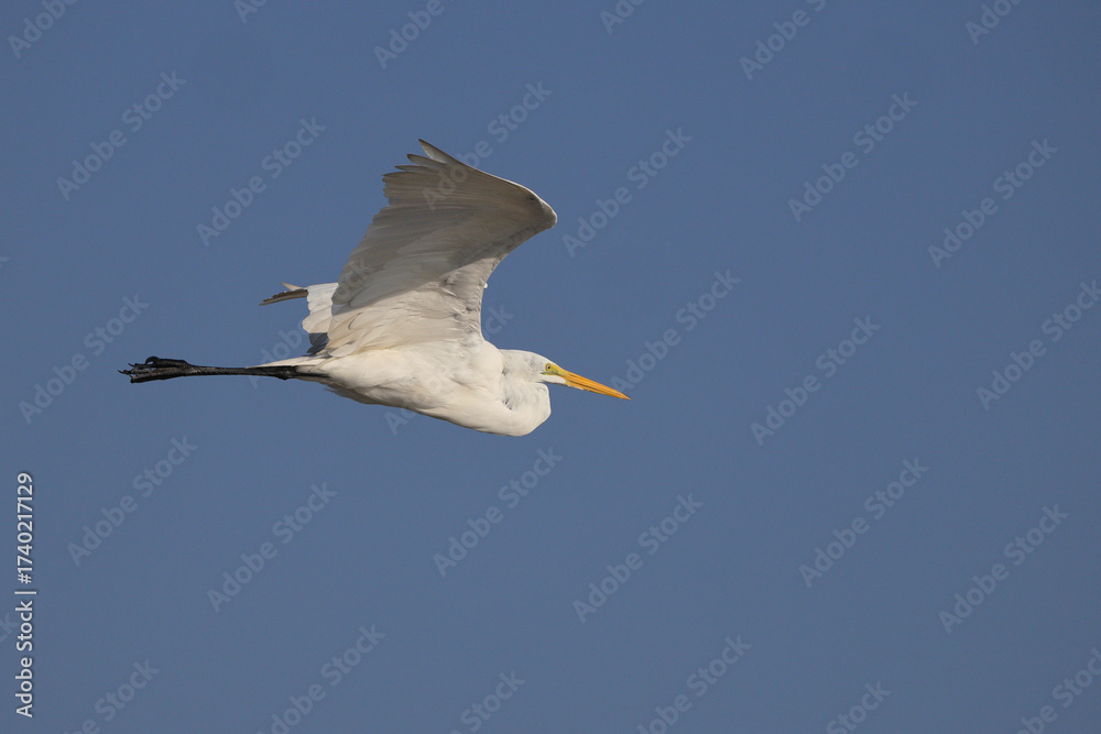Obraz premium Great egret big white bird inflight against deep blue sky. 