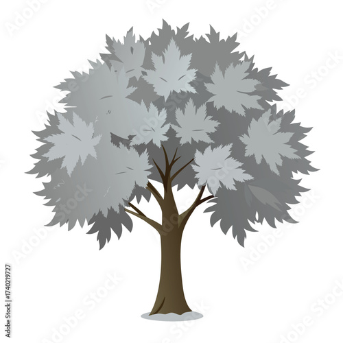 Manchurian maple, a small, elegant species with three-lobed, exfoliating leaves, and smooth gray bark, offering fine texture.