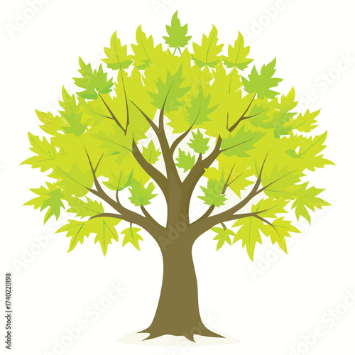 Sugar maple tree showcasing fresh, light green spring growth and delicate new leaves, symbolizing renewal, vitality, and the start of the season.