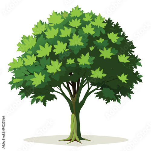 Norway maple, a robust summer shade tree with a dense, dark canopy and broad, five-lobed leaves, providing thick, cool shadow beneath.