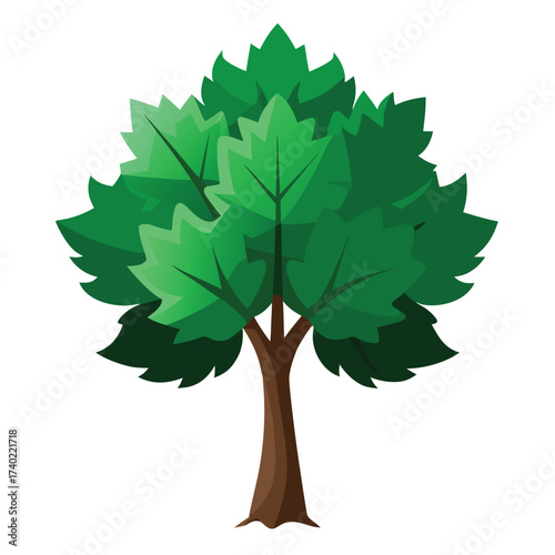 Norway maple tree, easily recognized by its dense, rounded crown, dark green leaves, and wide, heavy branching structure, a common city tree.