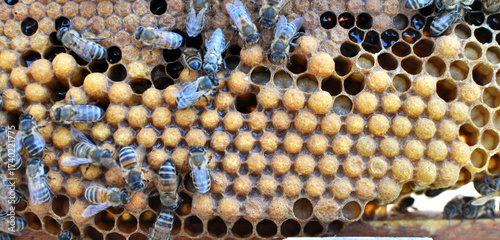 Closed drone brood in the bottom of the bee frame
