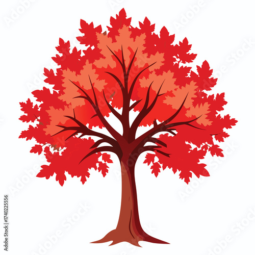 Scarlet oak displaying intense, brilliant red fall foliage and deep, sharply pointed leaf lobes, known for its outstanding seasonal color.