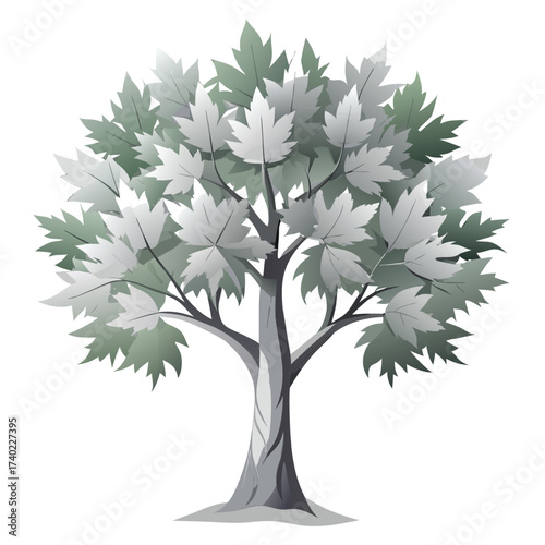 Classic silver maple with deeply lobed leaves that are silvery-white on the underside, creating a shimmering effect in the wind, isolated.