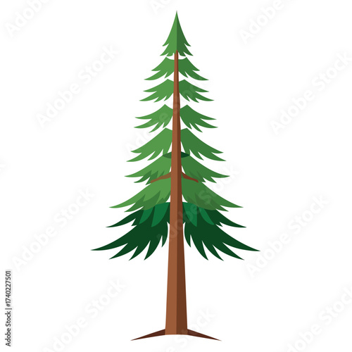 Towering Sitka spruce with sharp-pointed, stiff needles and a narrow pyramidal crown, the giant of the Pacific Northwest coastal rainforests.