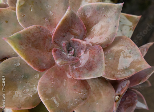 close-up of a succulent echeveria