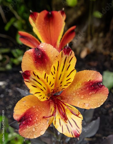 orange tiger lily