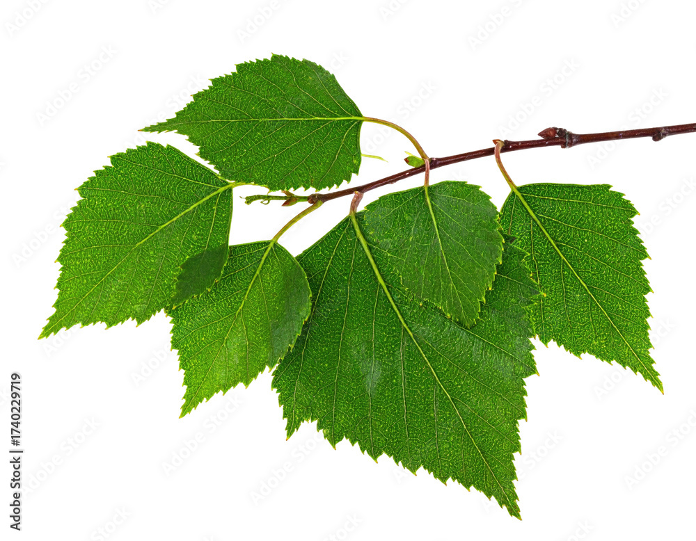 Fototapeta premium Close-up of vibrant green birch leaves on a branch