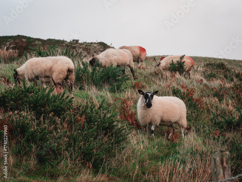A flock of sheep graze along an Irish hillside. 