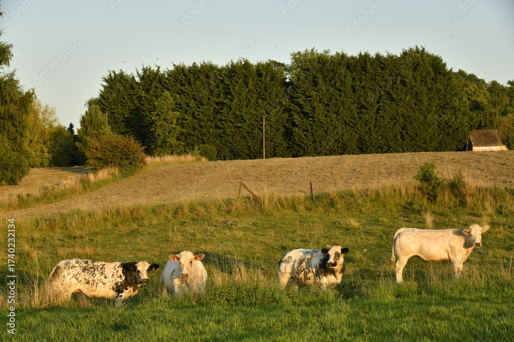 Fototapeta premium Petit troupeaux de vaches laitières sous la lumière du coucher de soleil dans une prairie à Écaussinnes d'Enghien (Soignies)