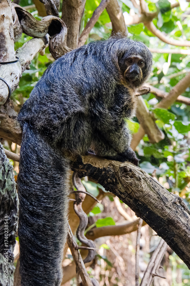 Fototapeta premium Saki monkey sitting on a tree branch in the zoo