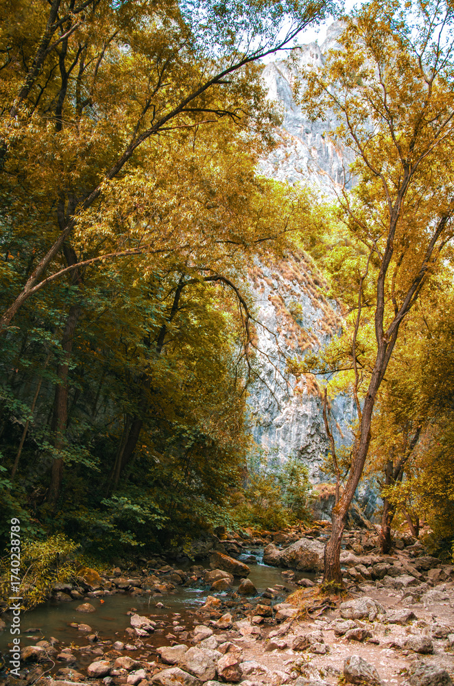 Naklejka premium Golden Autumn Trees Frame a Rocky Stream in a Deep Mountain Canyon