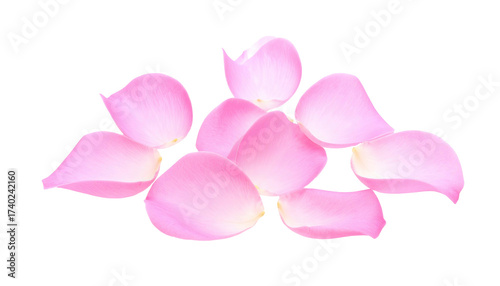 Delicate pink flower petals clustered together