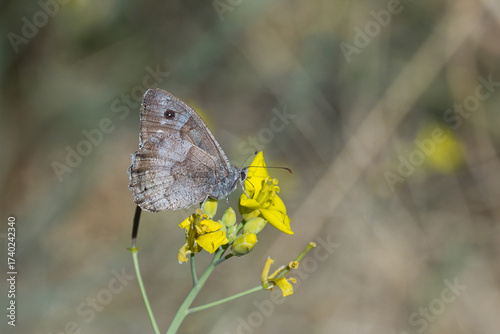 Ağaç Karameleği » Hipparchia statilinus » Tree Grayling