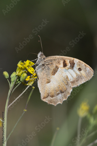 
Satyridae / Cadı / Hermit / Chazara briseis