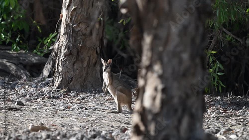 Wallaby kangaroo marsupial hopping and grazing through the blurr of heat haze over a grass plain near Kakadu national Park in the Northern territory, Australia.