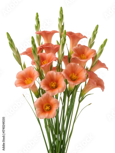 Coral Bell Flowers with Green Stems Against Black Background isolated on a transparent background